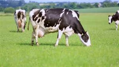 الحر يجفف الحليب في ضُرُوع الأبقار ويخفف إنتاج الأجبان