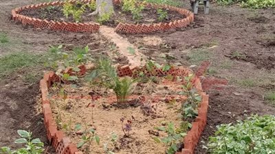 استمرار فعاليات مبادرة زراعة 100 مليون شجرة وحملات تشجير بكفر الشيخ 