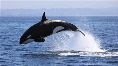 دراسة تظهر تراجع تكاثر الحيتان المهددة بالانقراض قبالة الساحل الجنوبي لأستراليا