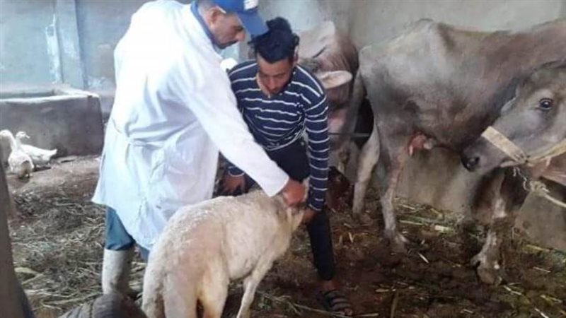 تحصين الماشية