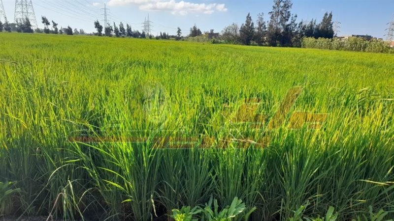 زراعة الأرز