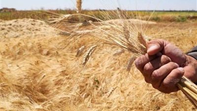  الزراعة: نستهدف زراعة 4 ملايين فدان بـ