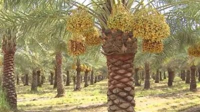 غدا.. ورشة عمل حول تعظيم الاستفادة من التمور ومتبقيات نخيل البلح بأسوان