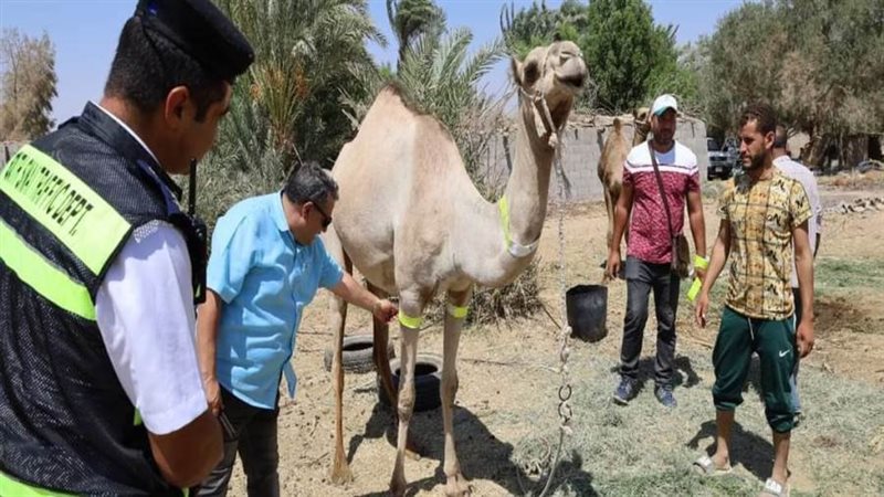 طوق فوسفوري بعنق