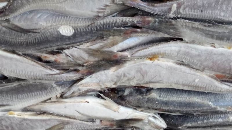 ضبط ٦ طن أسماك مجمدة