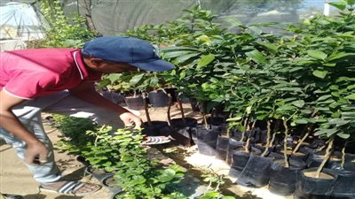 مبادرة أصحاب القرية الخضراء بشمال سيناء