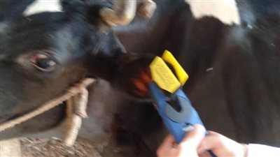 الطب البيطري: علاج ٢٠٩٧٧ رأس ماشية بالبحيرة