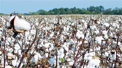 وزارة التجارة: بيع 2600 قنطار قطن في أول مزاد لتداول محصول القطن بالفيوم