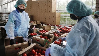ارتفاع صادرات الصناعات الغذائية المصرية إلى روسيا بنحو 27% خلال 6 شهور من 2022
