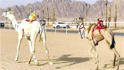 الإعداد لسباقات الهجن بالعريش 