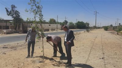 زراعة الأشجار المثمرة على جانبي الطرق الرئيسية والصحراوي الغربي بسمالوط