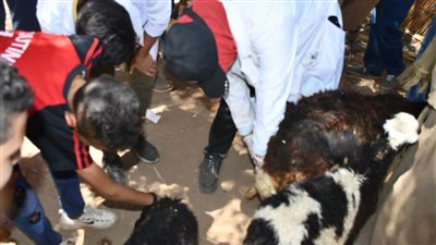 ضمن مبادرة حياة كريمة جامعة سوهاج تواصل قوافلها البيطرية المجانية بقرية الشيخ مسعود