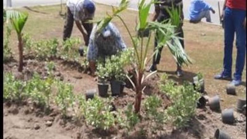 خطة التشجير