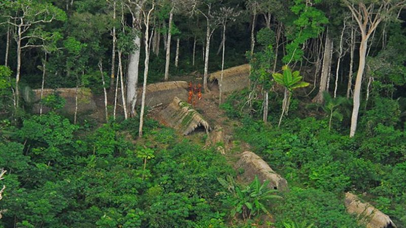 غابات استوائية -