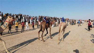 انطلاق سباقات مهرجان الهجن بحضور وزير الشباب