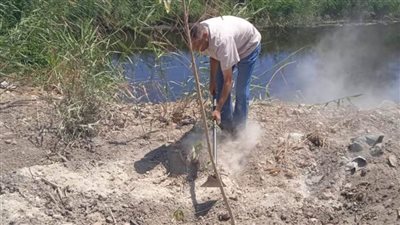 زراعة عدد من الأشجار المثمرة بطريق المحيط بأبوقرقاص