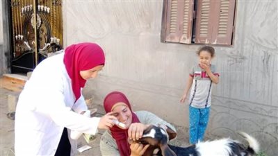 بيطري البحيرة: تحصين وعلاج ٤٤ ألف رأس ماشية بقرى المحافظة