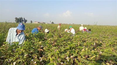 محافظ الإسماعيلية يتابع حصاد محصول القطن بمركز ومدينة القنطرة شرق