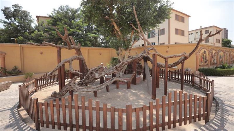 شجرة السيدة العذراء