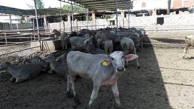 وزير الزراعة يوافق على اعتماد 38 مليون جنيه للمشروع القومي للبتلو