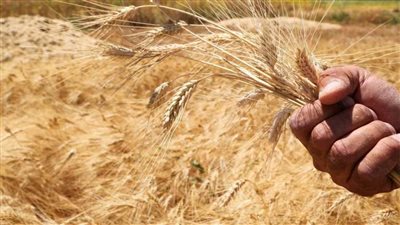 دراسة تتنبأ بارتفاع أسعار القمح في دول بسبب تغير المناخ 