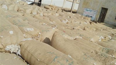 توريد القطن بالجمعيات الزراعية وتجهيز أراضي 