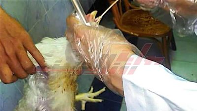 تحصين 71 ألفا و860 طائرا ضد الأمراض الوبائية بكفر الشيخ