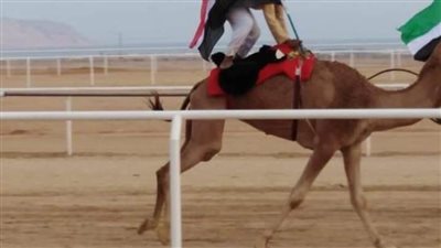 أكتوبر المقبل.. الوادي الجديد تستعد لمهرجان الهجن الدولي الأول