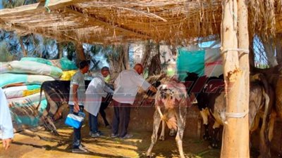 تحصين 198 ألف رأس ماشية و37390 طائرًا بكفر الشيخ 