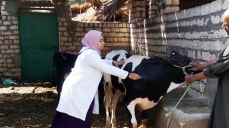 تحصين 240 ألف رأس