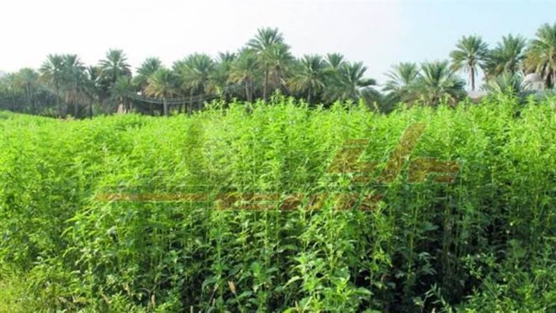 محصول السمسم