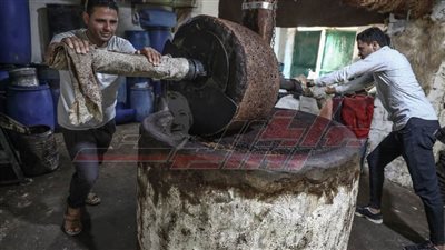 من الواحات البحرية تعرف على طريقة تحضير زيت الزيتون (على البارد)