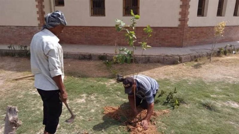 زراعة 100 مليون شجرة