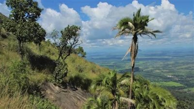 دراسة.. أكثر من نصف أشجار النخيل في العالم في خطر