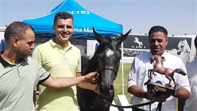 نتائج الخيول الفائزين بمهرجان الشرقية للخيول العربية بأرض الفروسية ببلبيس