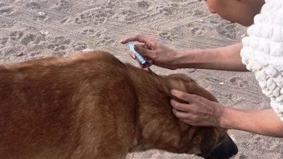 بيطري الشرقية يكثف جهود لحل أزمة انتشار الكلاب الضالة بالعاشر 