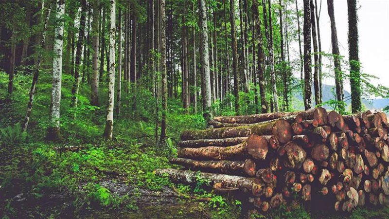 ازالة الغابات - ارشيفية