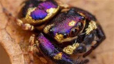 ملون بالذهبي والبنفسجي.. أغرب أنواع العنكبوت القافز 