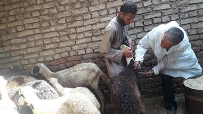 انطلاق الحملة القومية للتحصين ضد طاعون المجترات الصغيرة في الأقصر