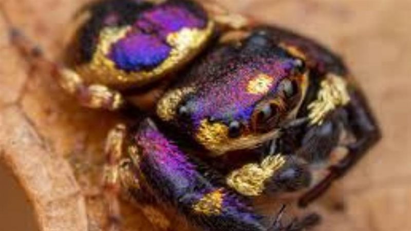 العنكبوت الذهبي الببنفسجي