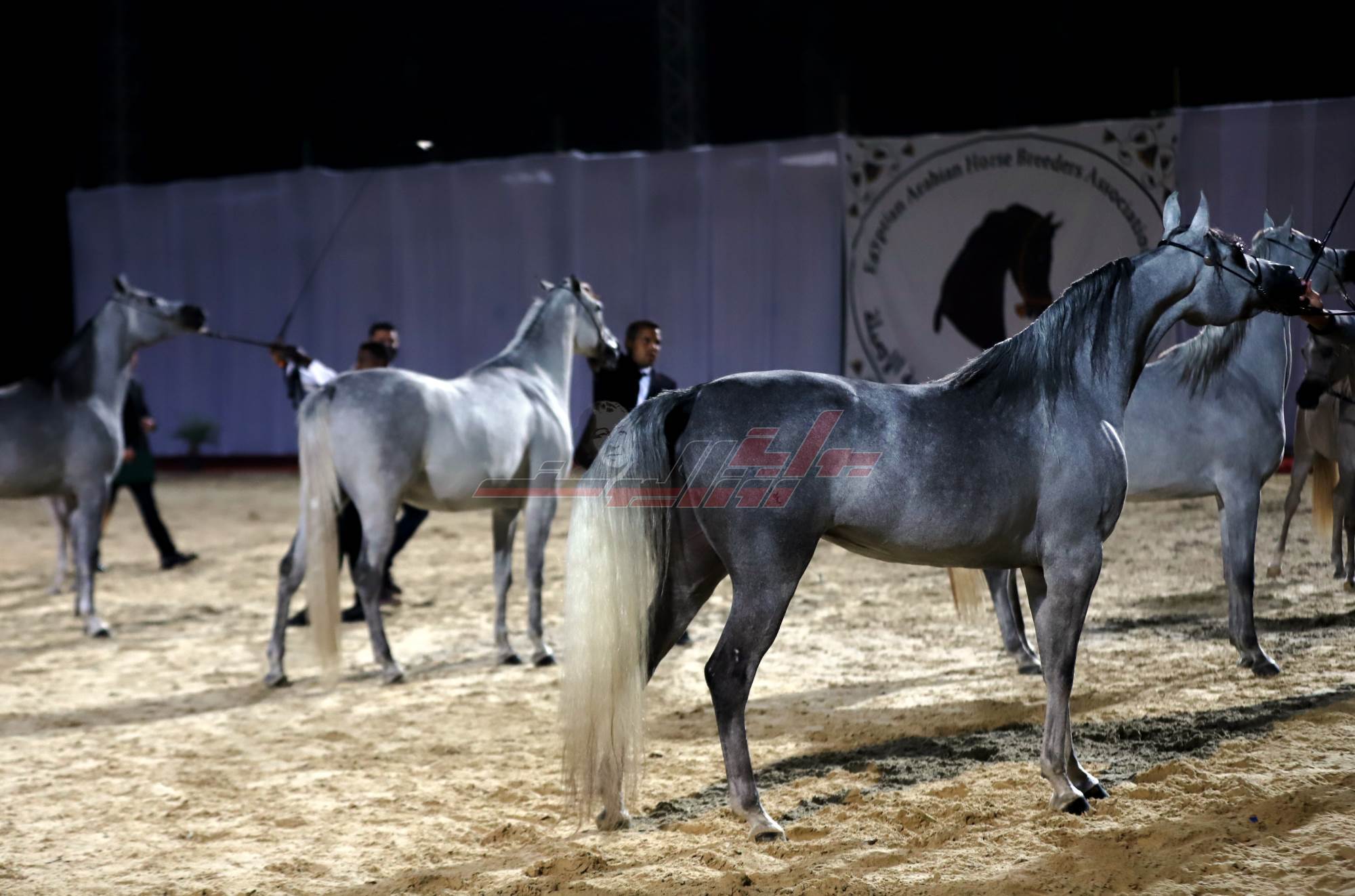 بوابة روز اليوسف شاهد نهائي بطولة مصر لجمال الخيول العربية الأصيلة