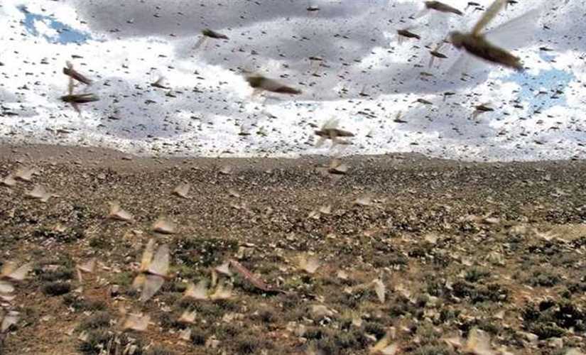 " الوزراء" ينفي ما تردد بشأن انتشار أسراب الجراد على الحدود