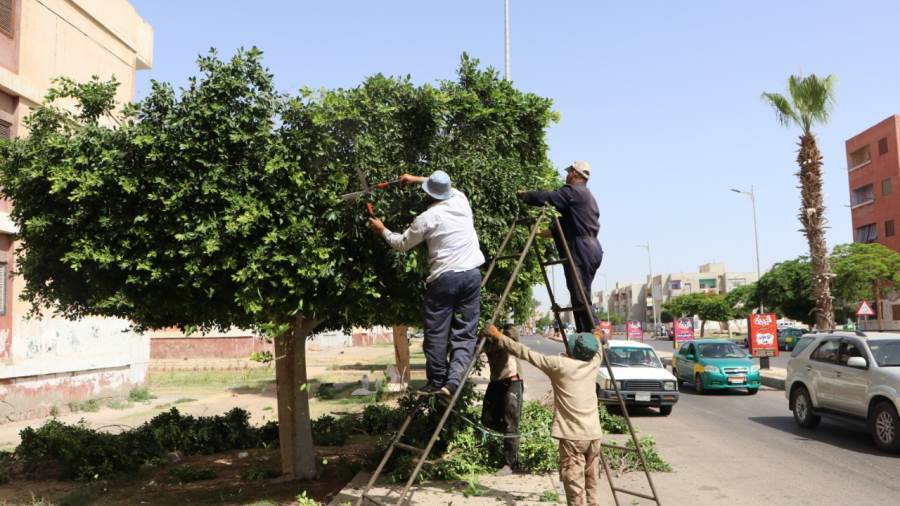 عمل الصيانة اللازمة للمسطحات الخضراء واعمال التقليم للاشجار والشجيرات بكمبوند دار مصر بالمدينة
