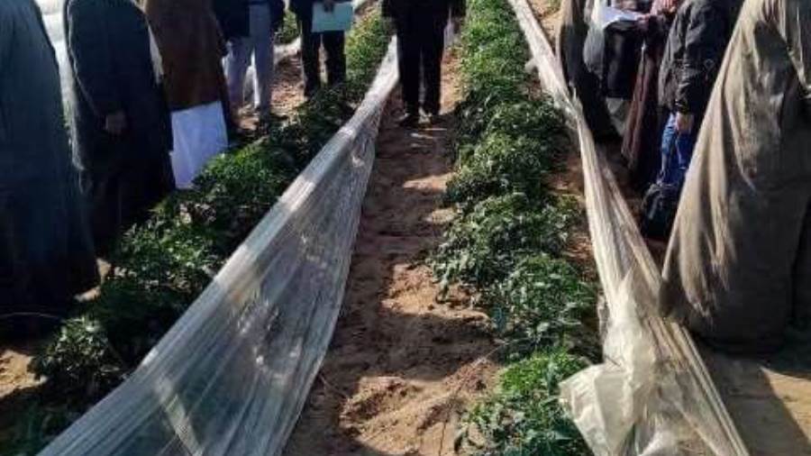 ندوة إرشادية عن محصول الطماطم