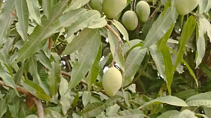 اشجار المانجو