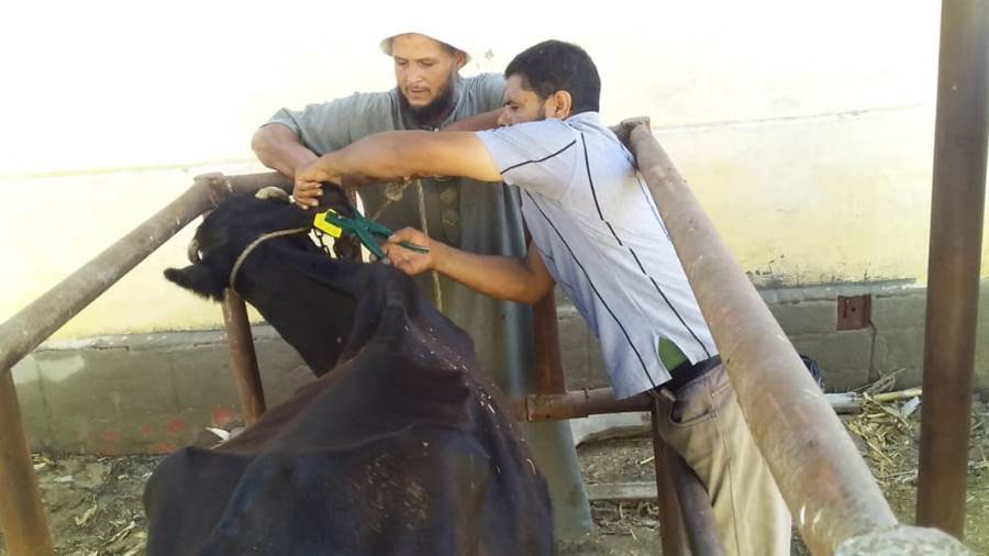 جانب من فعاليات الحملة القومية لتحصين الماشية ضد الحمى القلاعية والوادى المتصدع