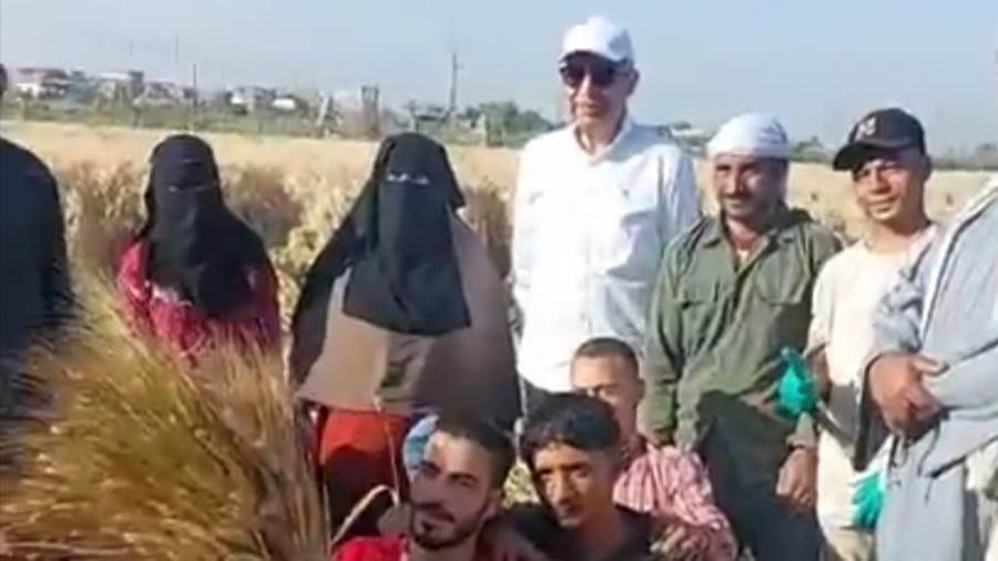 محافظ المنيا يشهد حصاد القمح القمح