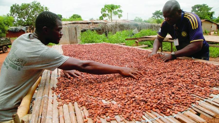 مزارعو الكاكاو