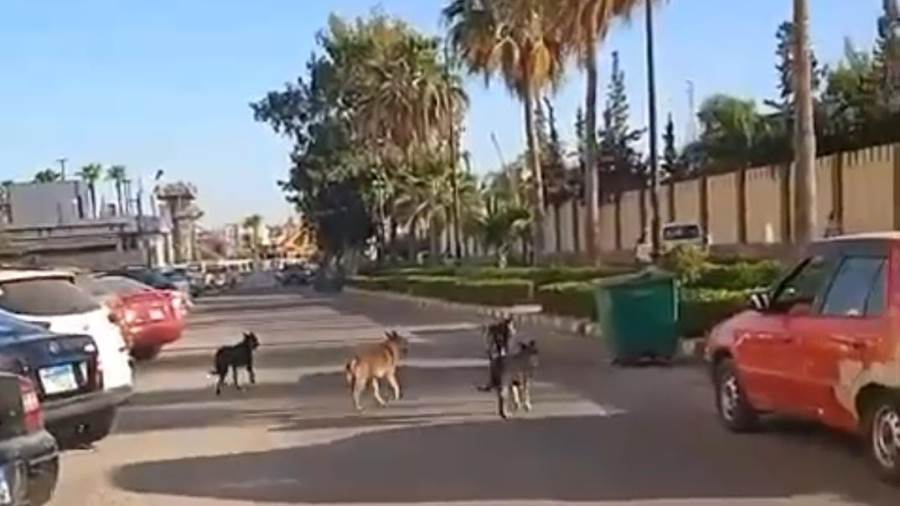الكلاب الضالة تنتشر بكثرة في المعمرة وتهدد الأهالي