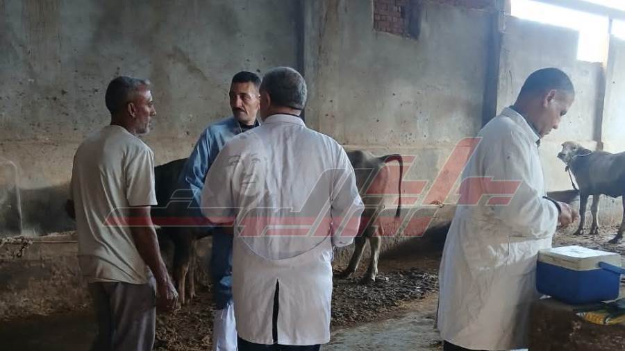 تحصين المواشي